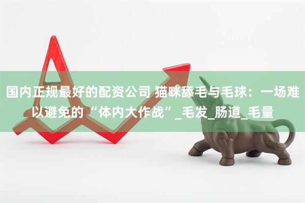 国内正规最好的配资公司 猫咪舔毛与毛球：一场难以避免的 “体内大作战”_毛发_肠道_毛量